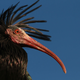 Illustration for article titled Why Birds Take Turns At The Front When Flying In V-Formation